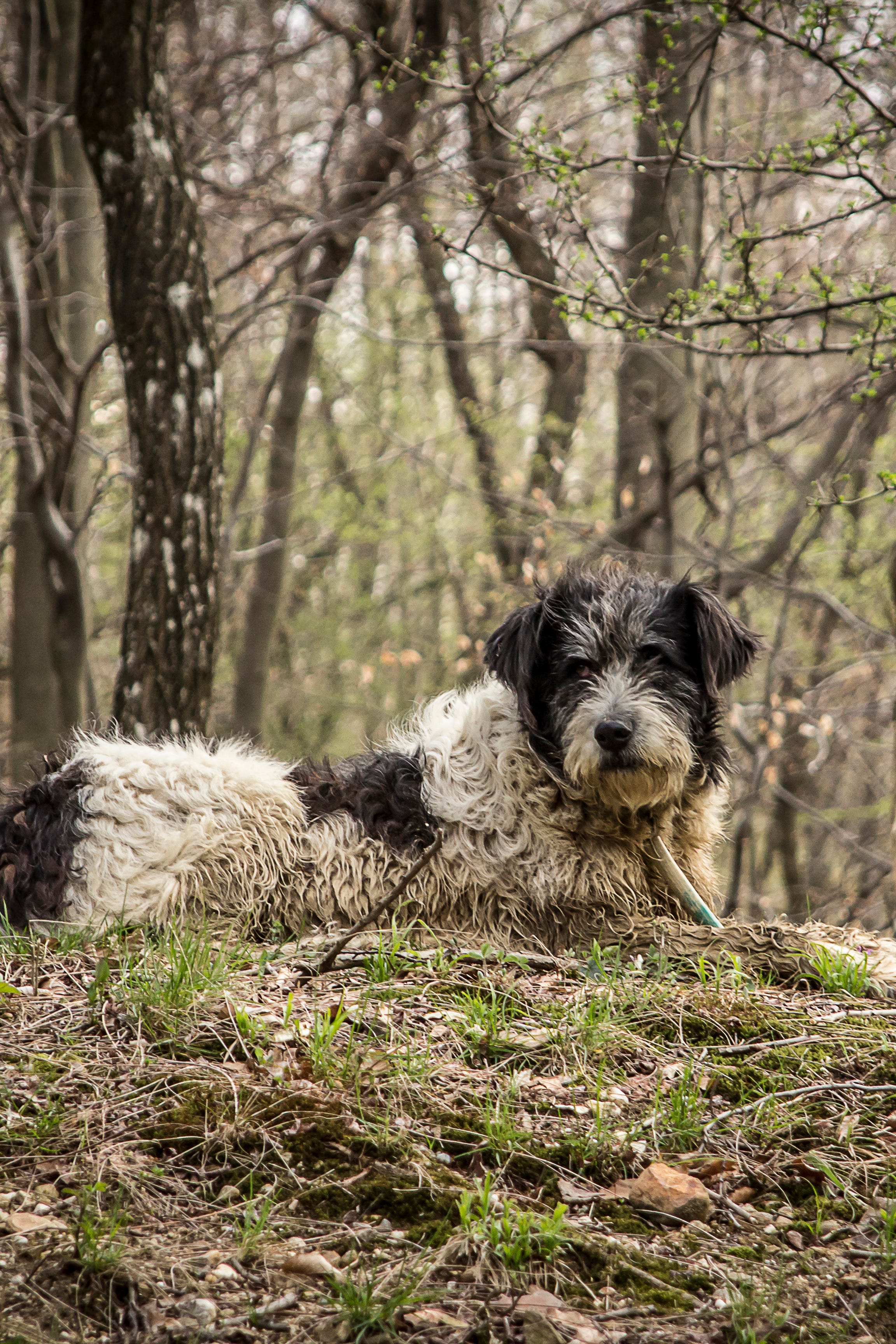 what dog breeds are sold in romania