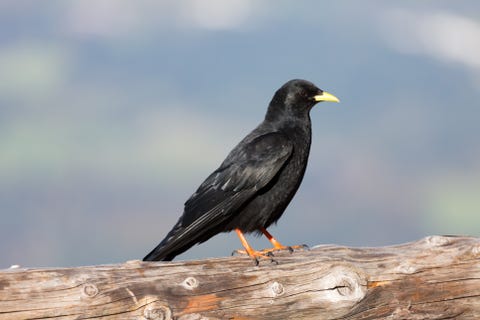 Rook bird (Corvus frugilegus) close up