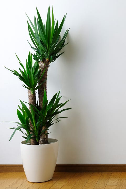 images Indoor Plants That Grow Tall And Narrow 15 oversized house plants tall house