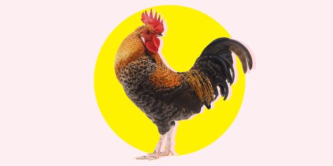 Chicken, Bird, Vertebrate, Rooster, Galliformes, Beak, Fowl, Comb, Poultry, Livestock, 
