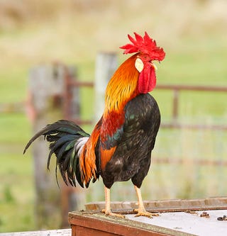 rooster photo photo of a rooster