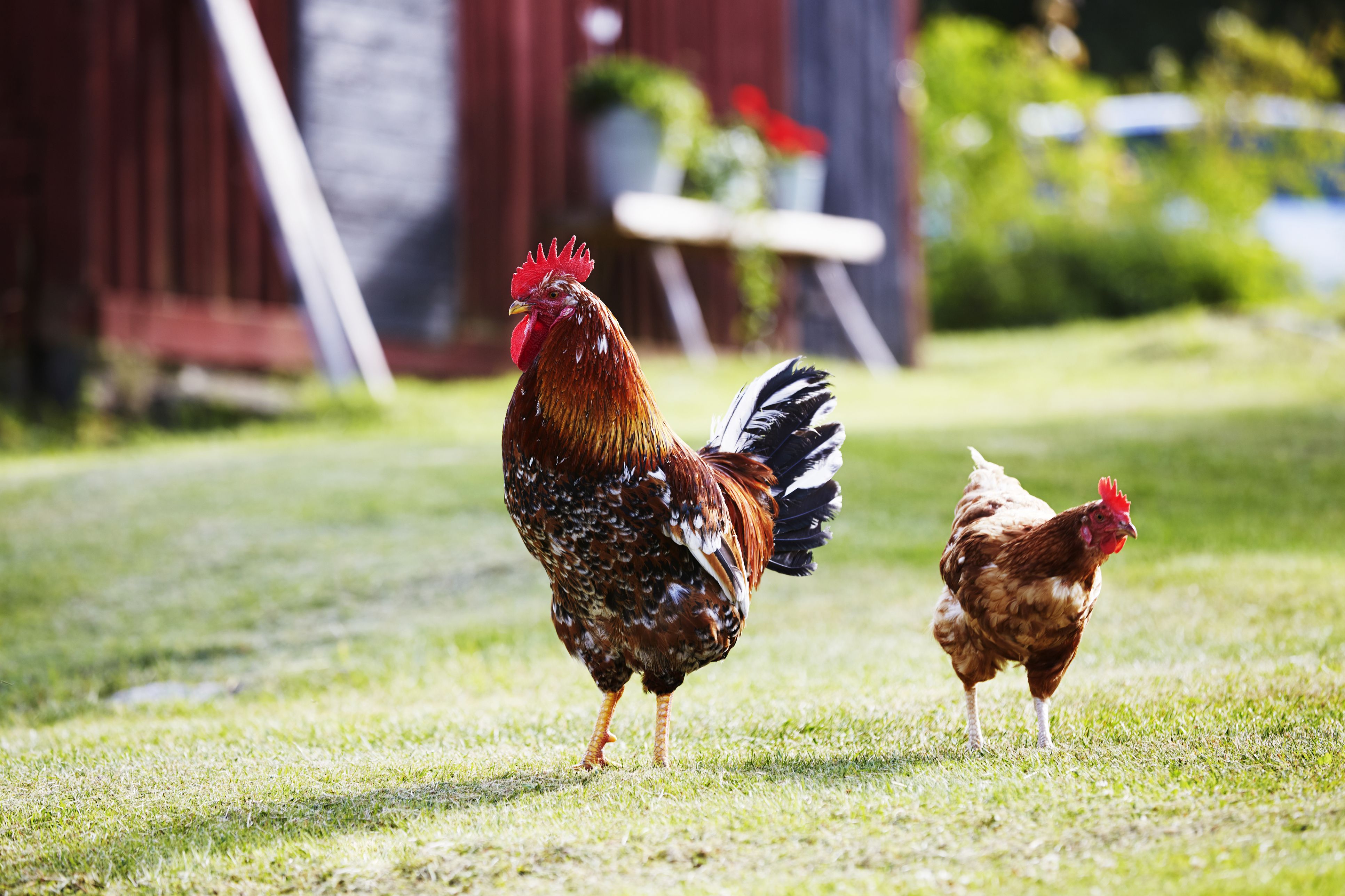 How To Raise Backyard Chickens Backyard Chickens 101