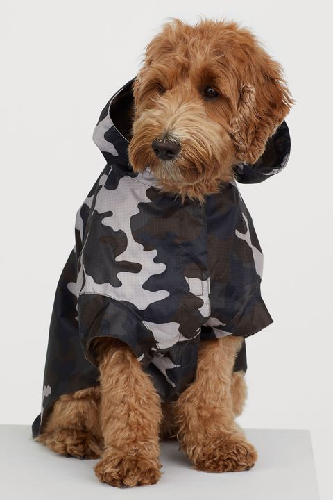 Hemos descubierto que H&M tiene la ropa de perro más ideal