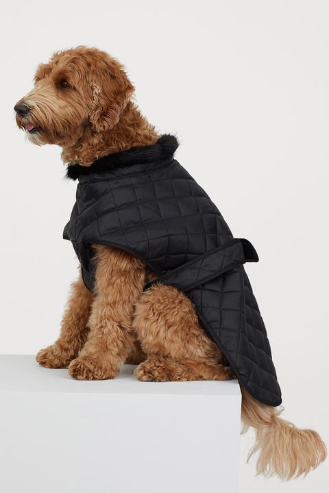 Hemos descubierto H&M tiene la ropa de perro más ideal