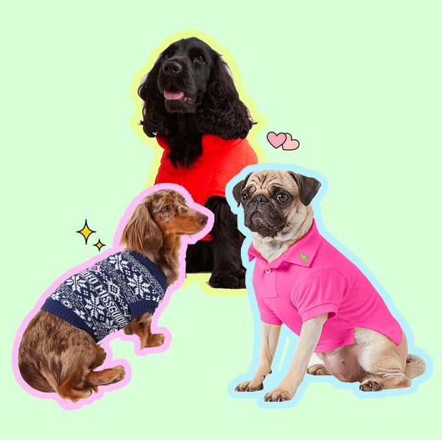 10 conjuntos de ropa para perros para vestirle en tendencia