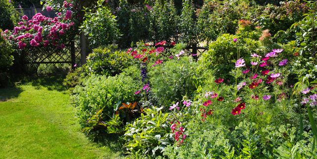 Low Maintenance Bushes And Shrubs, Easy Landscaping Plants Full Sun
