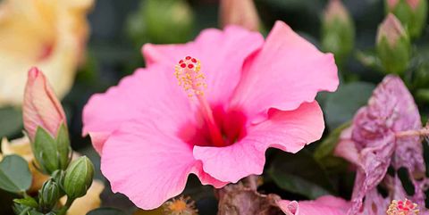 Flower, Flowering plant, Petal, Pink, Chinese hibiscus, Hawaiian hibiscus, Plant, Hibiscus, Four o'clock flower, Botany, 
