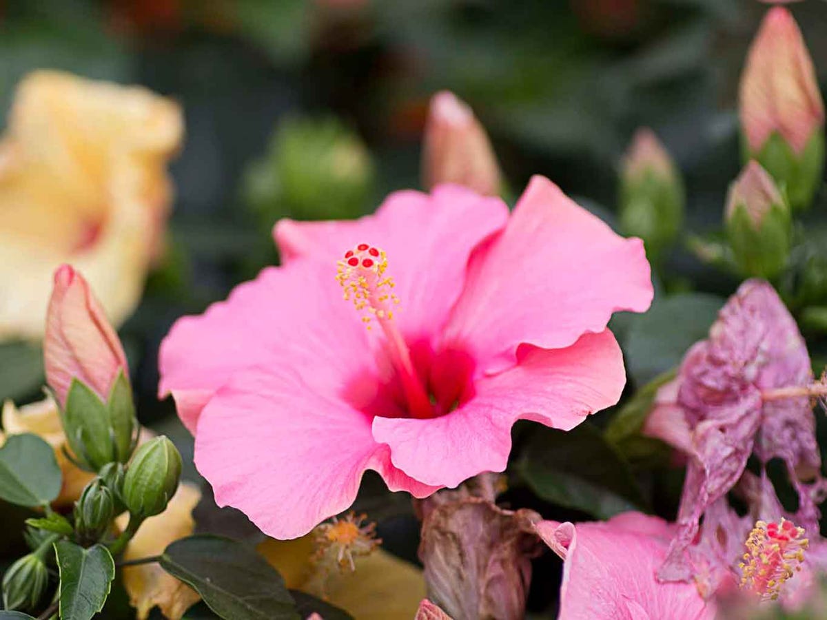 Descubre las plantas que pueden dañar el jardín de tu casa