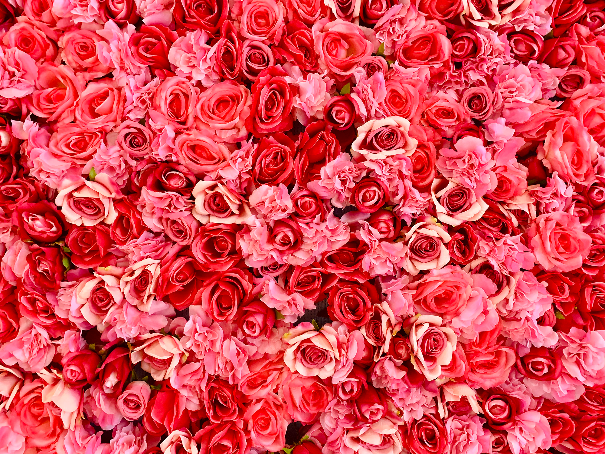 Color Of Rose Flowers Best Flower Site