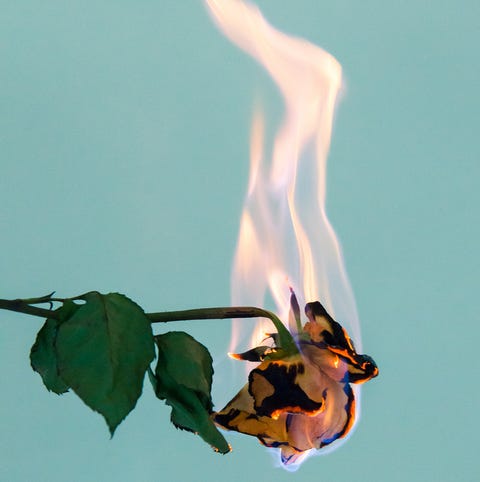 rose on fire