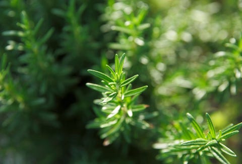 rosemary,close up