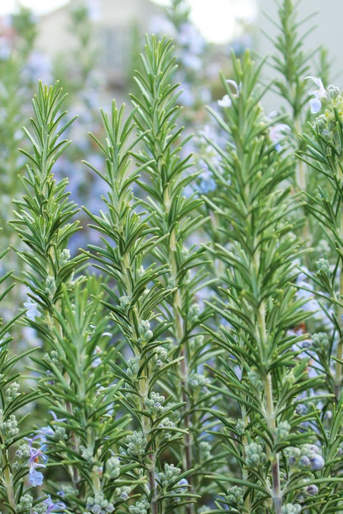 close up image of rosemary growing in a garden