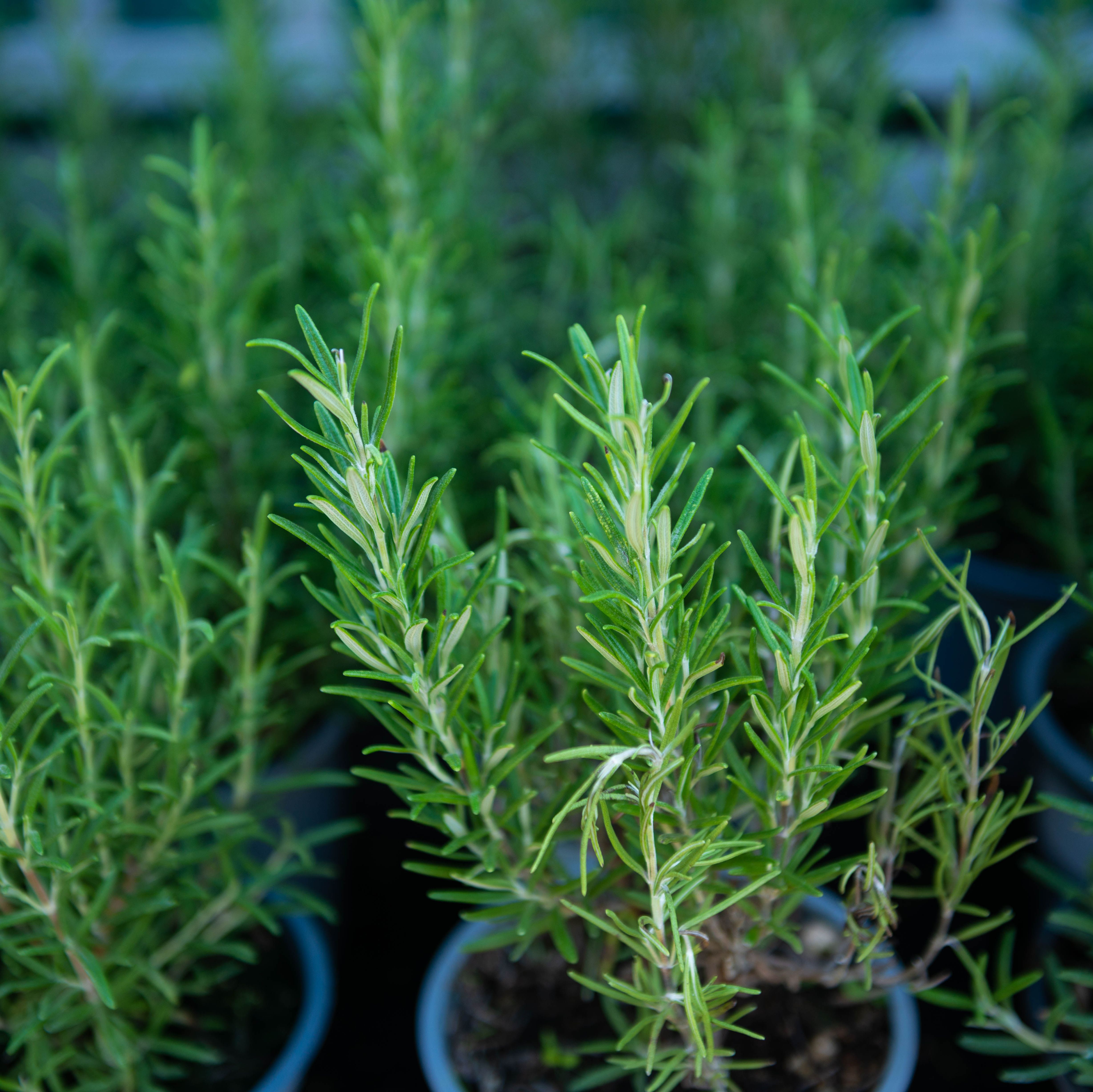 We Figured Out the BEST Way To Keep Your Rosemary Plant Happy All Summer Long