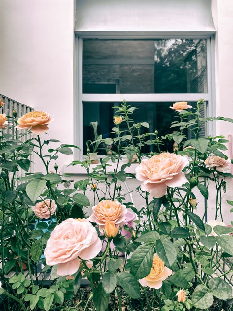 roses blooming in front of the window