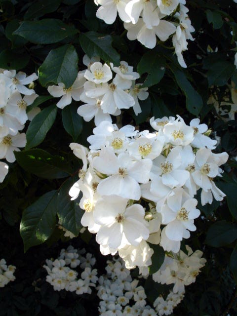16 Types of Roses - Most Popular Rose Varieties