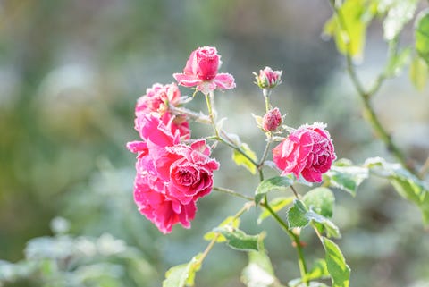 roses with rime - hoarfrost