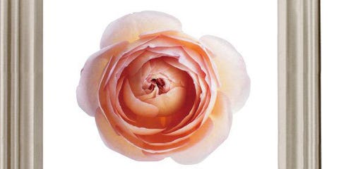 知らなかった あの花の意外な花言葉 Part2 知らなかった あの花の意外な花言葉 Part2