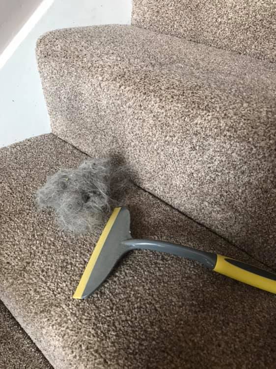 how to keep carpet stairs clean dog hair