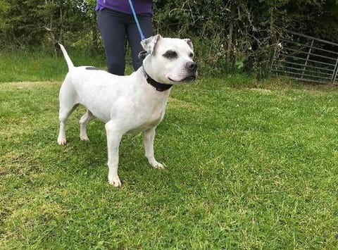 rosie the crossbreed