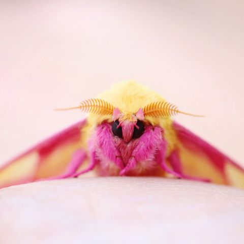 rosy-maple-moth-royalty-free-image-15905