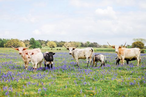 longhorn cattle amongst bluebonnet wildflowers in round top texas