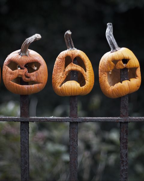 row of carved pumpkins impaled on fence