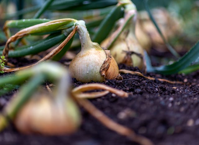 rij uien te telen in de moestuin van chatsworth house