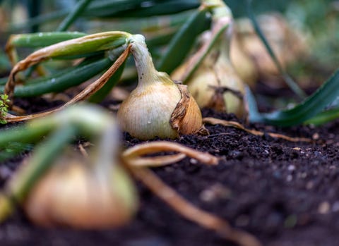 rang d'oignons poussant dans le potager de chatsworth house