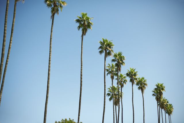 row of tall palm trees, los angeles, usa