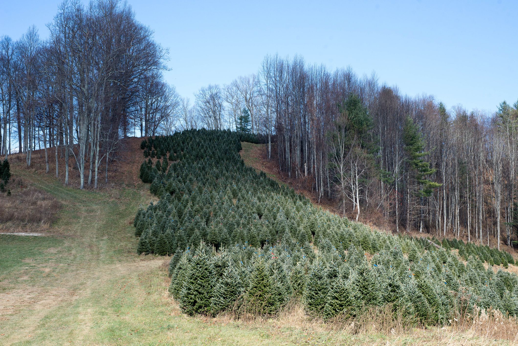 cut your own christmas tree near me