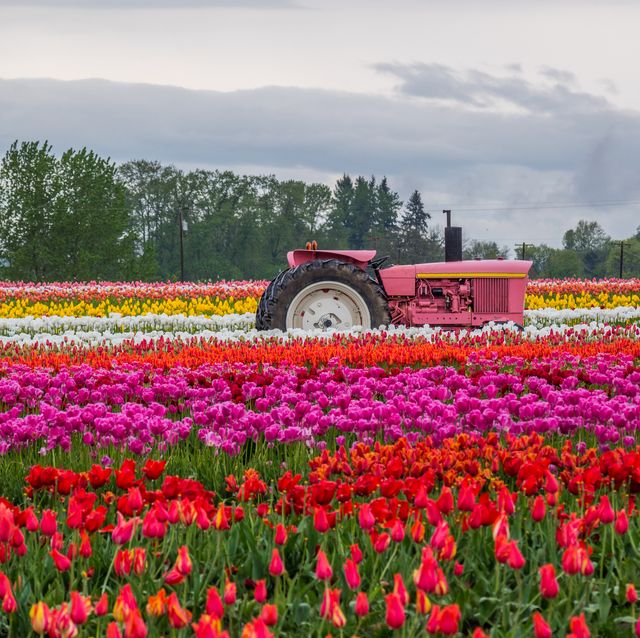 rows of bright tulips in a field, beautiful tulips in the spring, variety of spring flowers blooming on fields