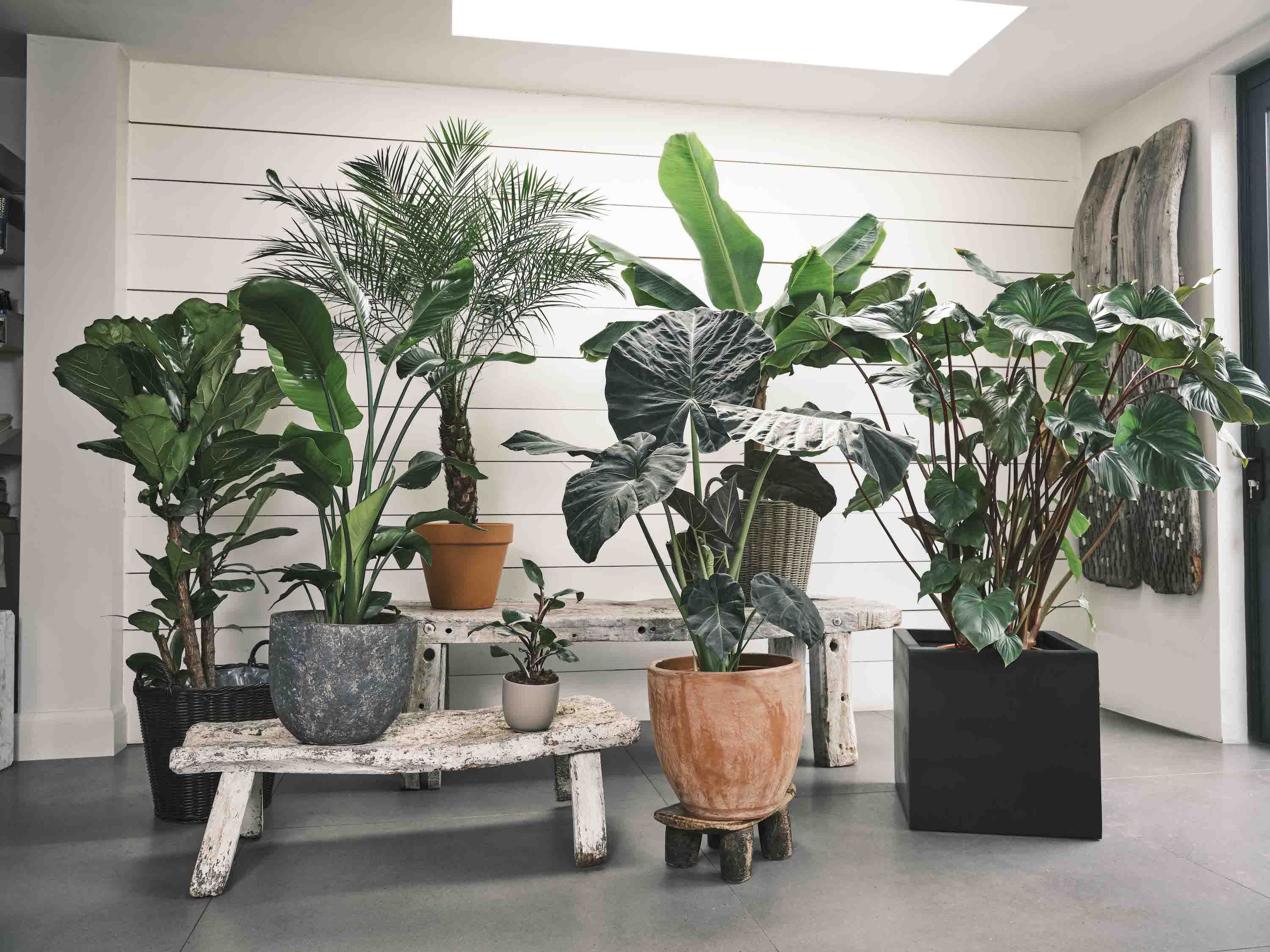 Recreate Kew Gardens' iconic Palm House look with the new Kew x Sproutl houseplant collection