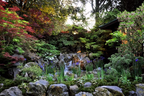 small japanese style garden with acer trees and flag iris growing in a rocky pool of water located within the artisan gardens at royal horticultural society chelsea flower show 2018