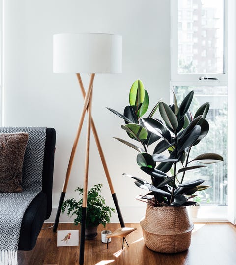 An Easy Guide To Ficus Elastica The Rubber Plant Ficus Elastica The Rubber Plant, Rubber Tree Plant Outdoors Australia
