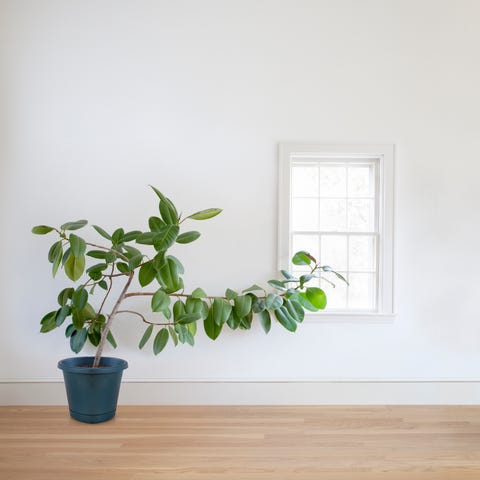 Rubber plant growing toward window