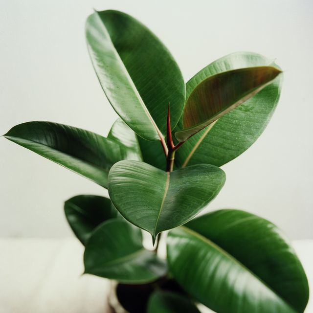 5 Indoor Houseplants To Keep Your House Cool In A