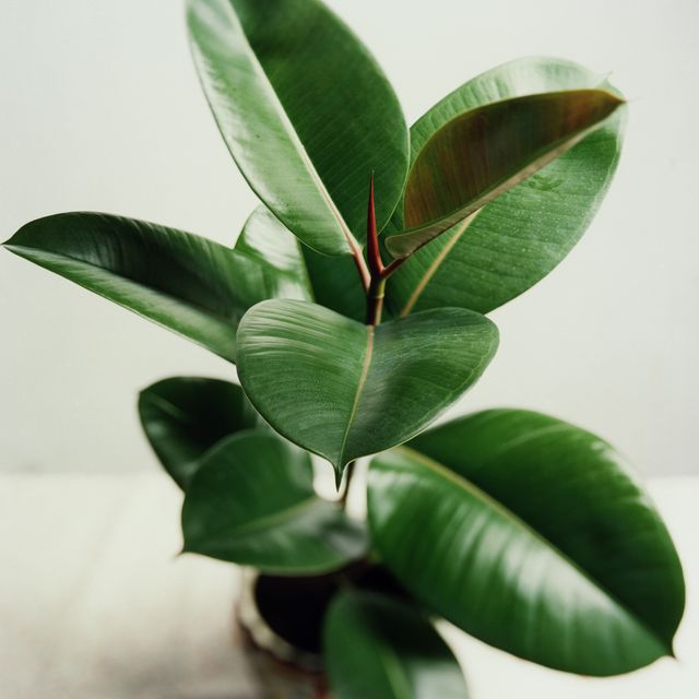 5 indoor houseplants to keep your house cool in a heatwave