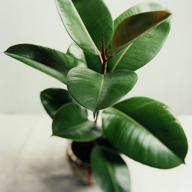 What Are The Best Indoor Plants To Grow