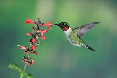 Stunning Photos of Hummingbirds - National Hummingbird Day