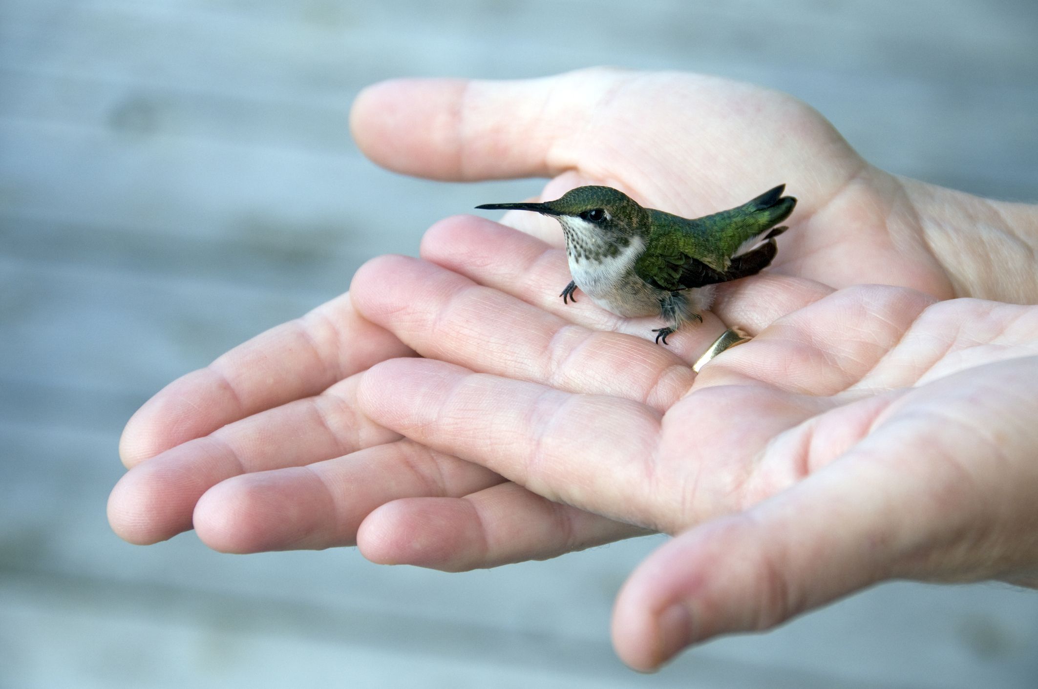 hummingbird eating from hand