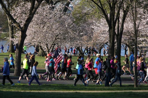 WASHINGTON, DC - APRIL 2: Runners moves past cherry trees in fu cherry blossom 10 miler