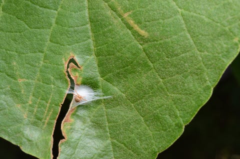 uk spiders – running crab spider