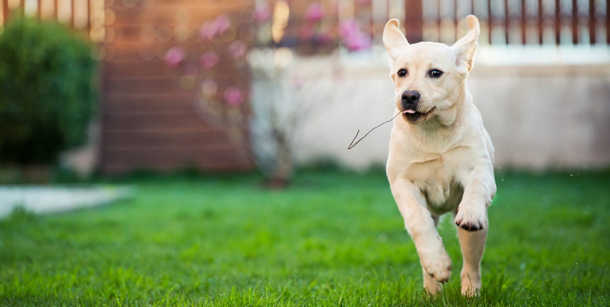 Work Out Your Walkies' Calculator Helps You Keep Your Dog Fit