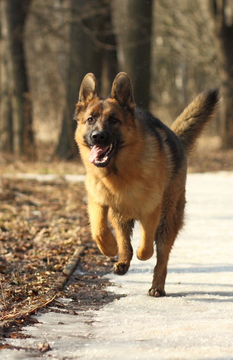 are german shepherds good running dogs