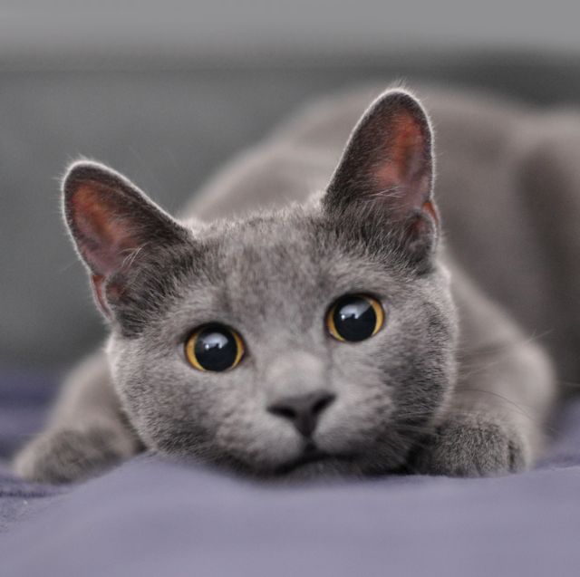 grey cat breeds russian blue