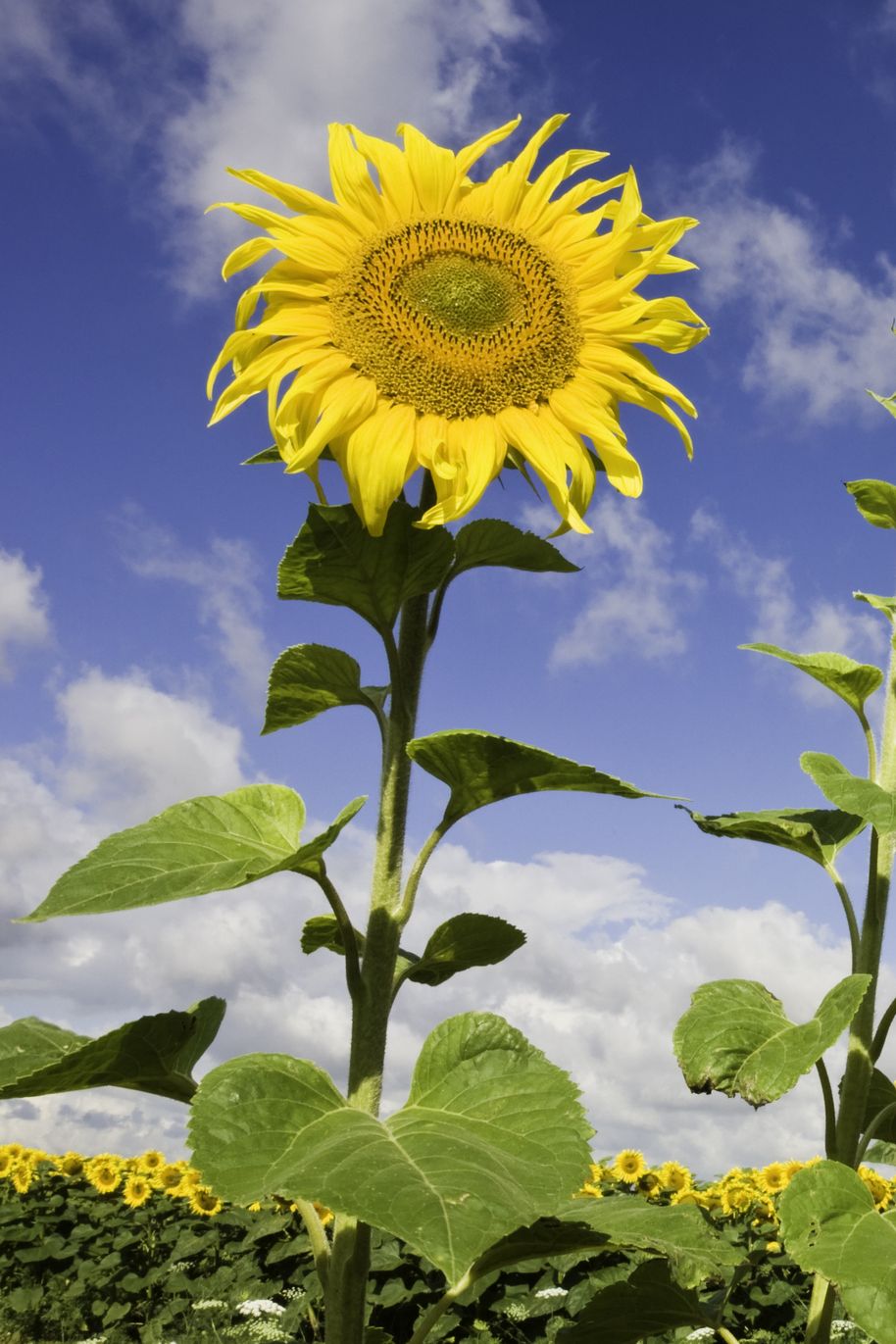 Giant Sunflower Seeds up to 14 Feet Tall 20 Seeds Titan Sunflower Seeds