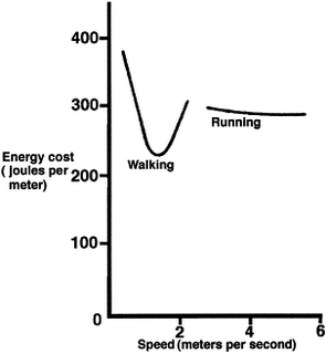Calories Burned While Running Chart