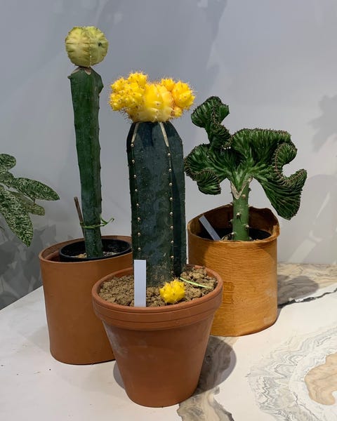 Monthly Green 夏を感じさせる植物 サボテン を育ててみよう Monthly Green 夏を感じさせる植物 サボテン を育ててみよう