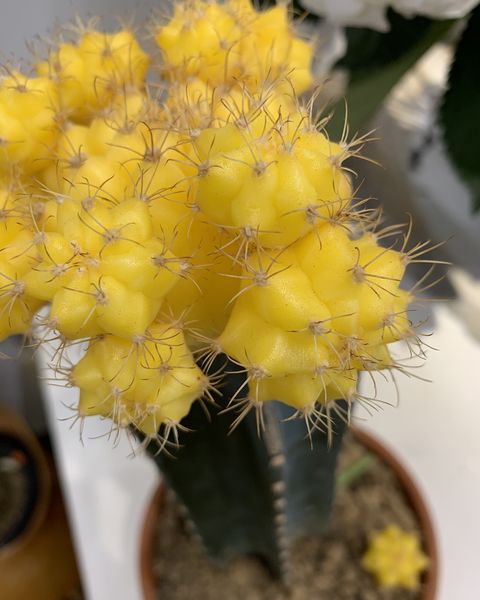 Flower, Plant, Cactus, Yellow, Houseplant, Thorns, spines, and prickles, Terrestrial plant, Flowering plant, Mimosa, Prickly pear, 