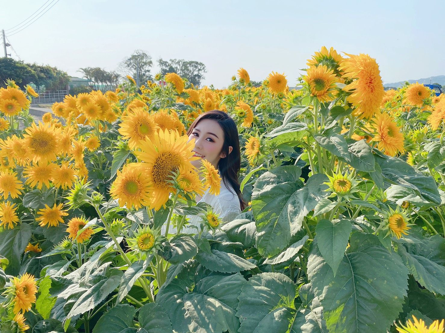 向著陽光綻放的黃金海 全台3大 向日葵花海 比人高的巨大花朵 4公頃花田 把握花期get美照